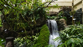 A small stream and waterfall in the Forsgate Conservatory Humid House is an attractive feature. Surrounded by rich vegetation, water flows through rocks and stones and creates a cooling effect whilst the sound of the falling water enhances the atmosphere of the garden.